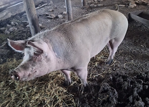Scroafă de vânzare in jur de 200 kg 