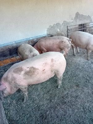 Porci de vinzare 4 buc 140  150 kg - imagine 3