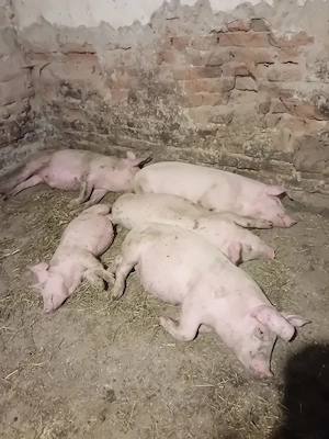 șoldani de vânzare  