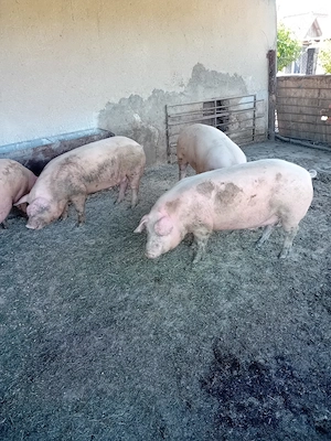 Porci de vinzare 4 buc 140  150 kg - imagine 2