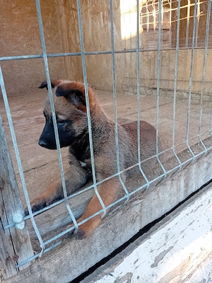 ciobănesc belgian malinois  - imagine 2