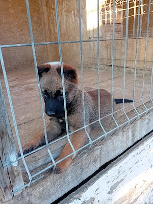 ciobănesc belgian malinois  - imagine 3