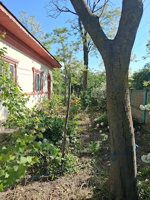 Vanzare casa - imagine 6