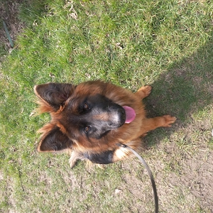 Dresaj canin Pitesti  - imagine 2