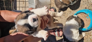 Puiuți Saint Bernard  - imagine 3