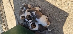 Puiuți Saint Bernard 