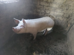 Vând porci