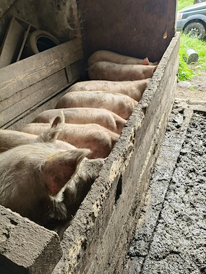 Vând 8 purcei și scroafa!! Purceii au in jur de 50 kg și scroafa 220-230 kg  - imagine 3