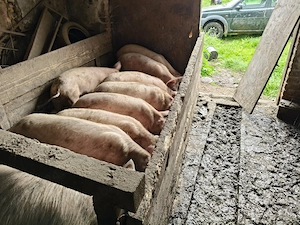 Vând 8 purcei și scroafa!! Purceii au in jur de 50 kg și scroafa 220-230 kg  - imagine 2