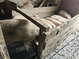 Vând 8 purcei și scroafa!! Purceii au in jur de 50 kg și scroafa 220-230 kg  - imagine 4