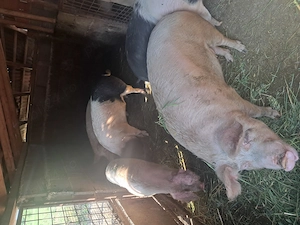 Vand porci intre 150 180 kg