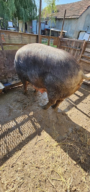Purcei Duroc Pur Disponibili Turnu Magurele o733345270 - imagine 4