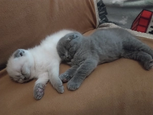 Pisicuțe Scottish Fold - imagine 2
