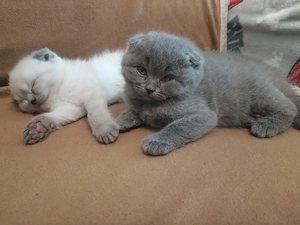 Pisicuțe Scottish Fold