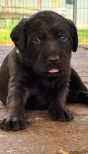 Labrador Retriever 