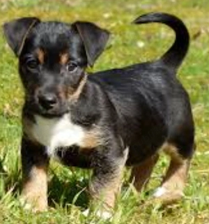 Jack Russel 