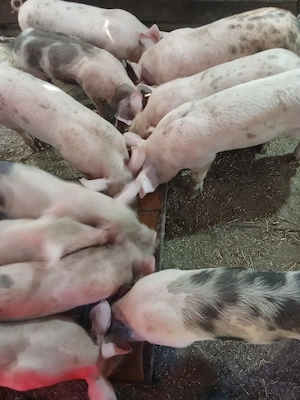 purcei 8 saptamani 