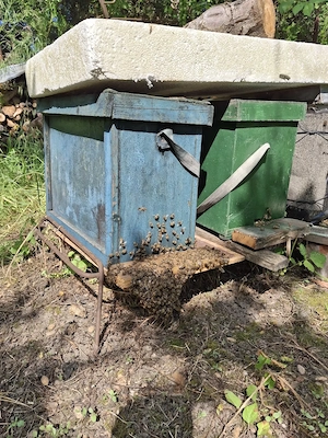 Familie de albine
