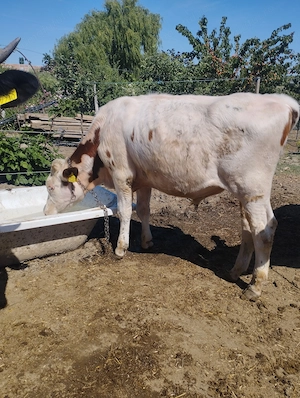 Tăuraș cu vârsta de  1 an 