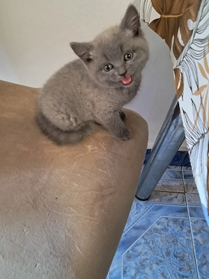 Vând fetita Brittish Shorthair  - imagine 3