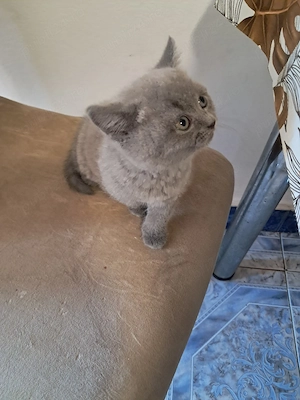 Vând fetita Brittish Shorthair  - imagine 5
