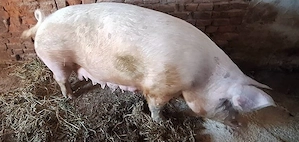 Vand porci  - imagine 2