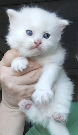fetiță si băiețel Angora turcească disponibili  - imagine 2