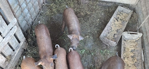 Vând purcei duroc 