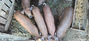 Vând purcei duroc 