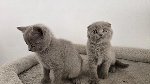 Pisici british shorthaire și scotish fold  - imagine 4