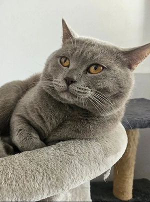 Pisici british shorthaire și scotish fold  - imagine 5