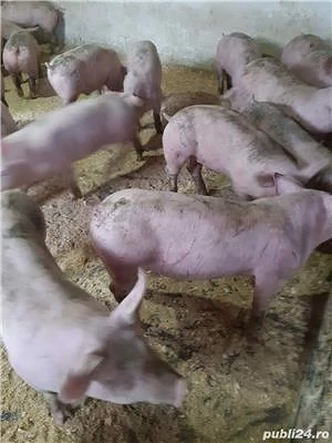 Vând porci rasa de carne 70-90kg