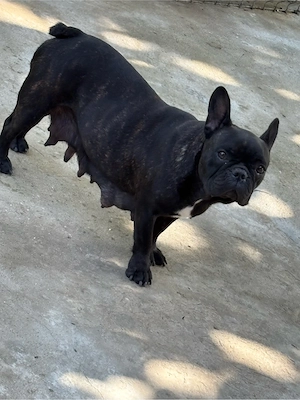 femela Bulldog Francez gestanta 