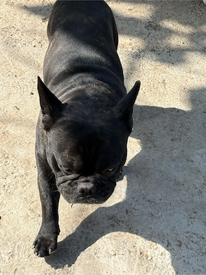 femela Bulldog Francez gestanta  - imagine 2