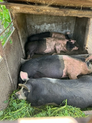 Vand porci Bazna  - imagine 3