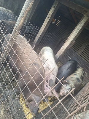 Vand porci tineri si frumosi