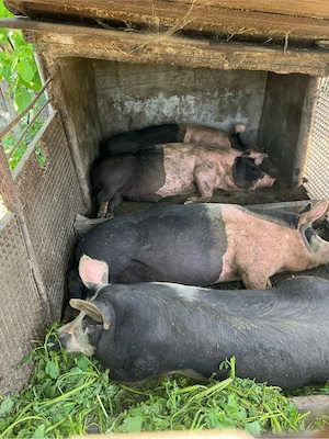 Vand porci Bazna 