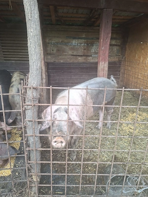 Vand porci tineri si frumosi - imagine 3