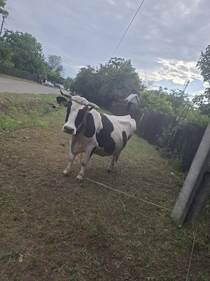 Vand vaca gestanta de rasa