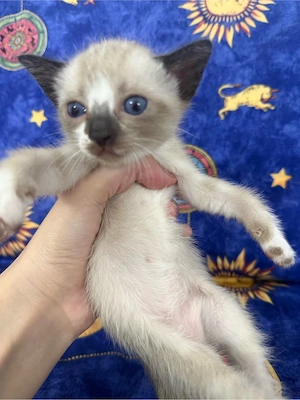 pisici pui metis ragdoll - imagine 3