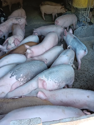 Purcei De Vânzare 15-35 kg  - imagine 4
