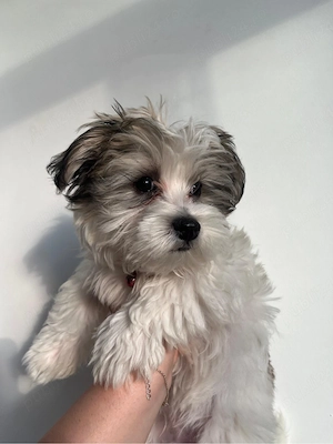bichon maltez
