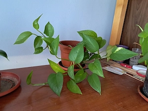 epipremnum aureum planta naturala 