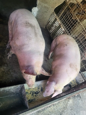 porci de vanzare - imagine 3