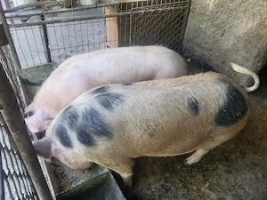 porci de vanzare - imagine 2