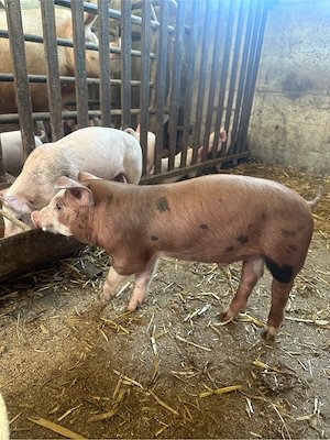 porci marele alb,pietrean,landrace,duroc - imagine 3