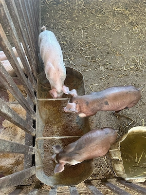 porci marele alb,pietrean,landrace,duroc - imagine 4