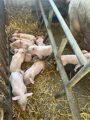porci marele alb,pietrean,landrace,duroc - imagine 2