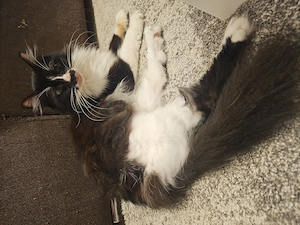Pisica Daisy spre adoptie