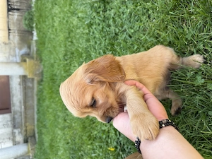 Coker Spaniel catelusi